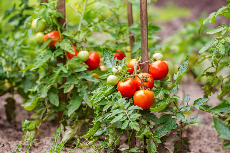 Reader Tip: A Fast Way to Preserve Whole Tomatoes